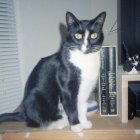 Black and White Cat Over Futuristic Cityscape