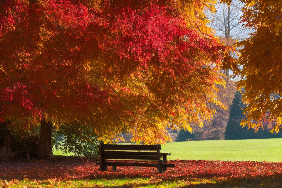 Autumn park bench under vibrant red and orange canopy