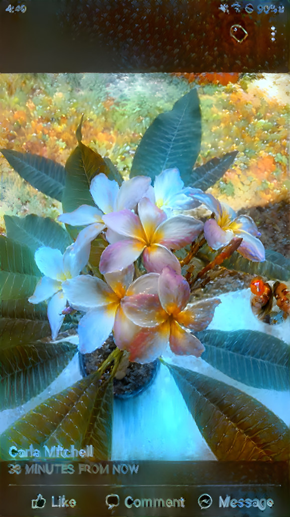 Plumeria 