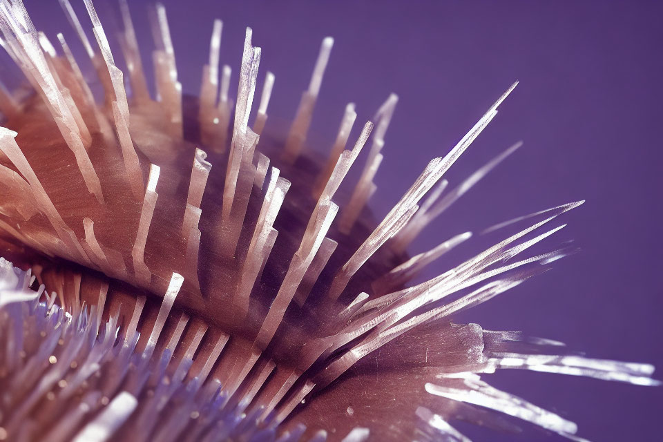 Sea Urchin with Long Spines on Purple Background