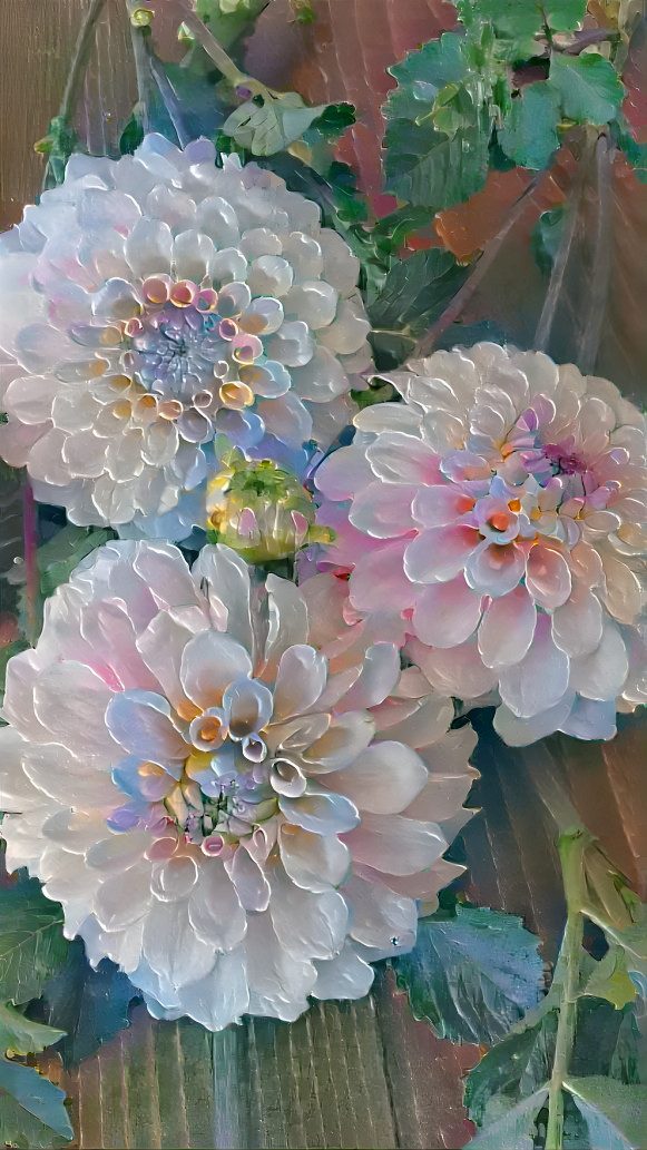 Dream dahlias