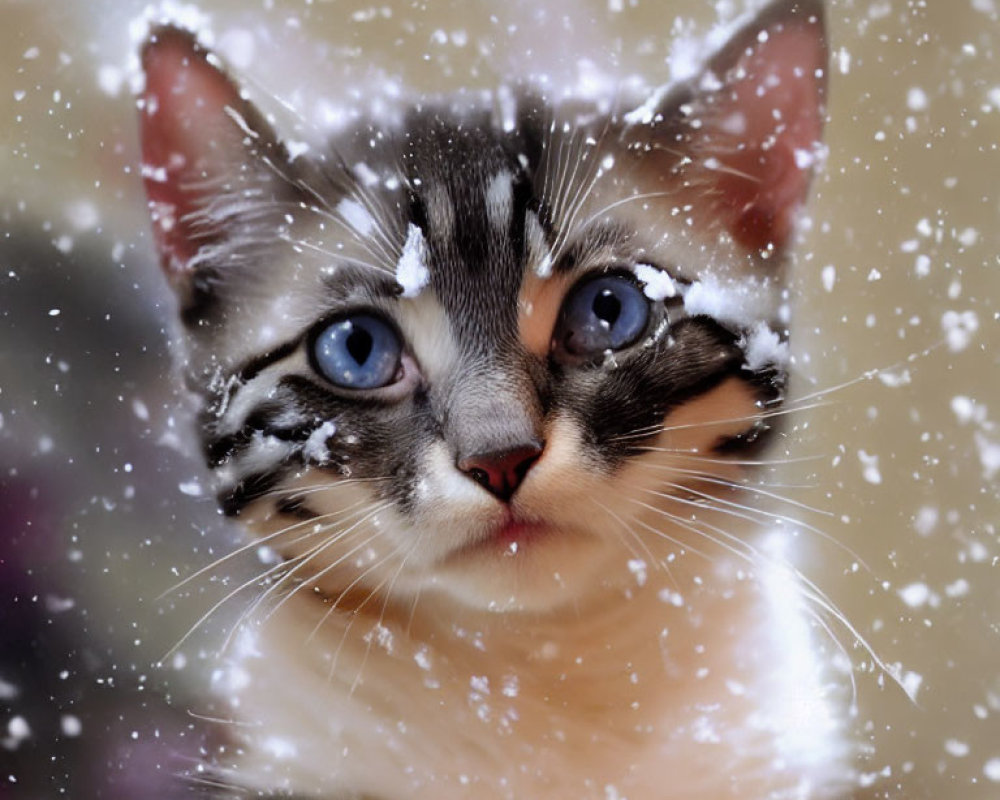 Tabby kitten with blue eyes and snowflakes on fur