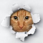 Brown Tabby Cat with Green Eyes Peeking Through White Fabric