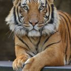 Vibrant Bengal Tiger Painting in Lush Greenery