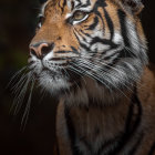 Detailed Tiger Head Art in Blue and Orange Armor