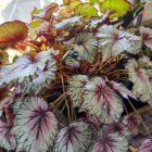 Colorful Fractal Flower Cluster with Intricate Patterns