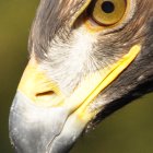 Fantastical creature with textured skin and fiery orange mark under vivid blue eye