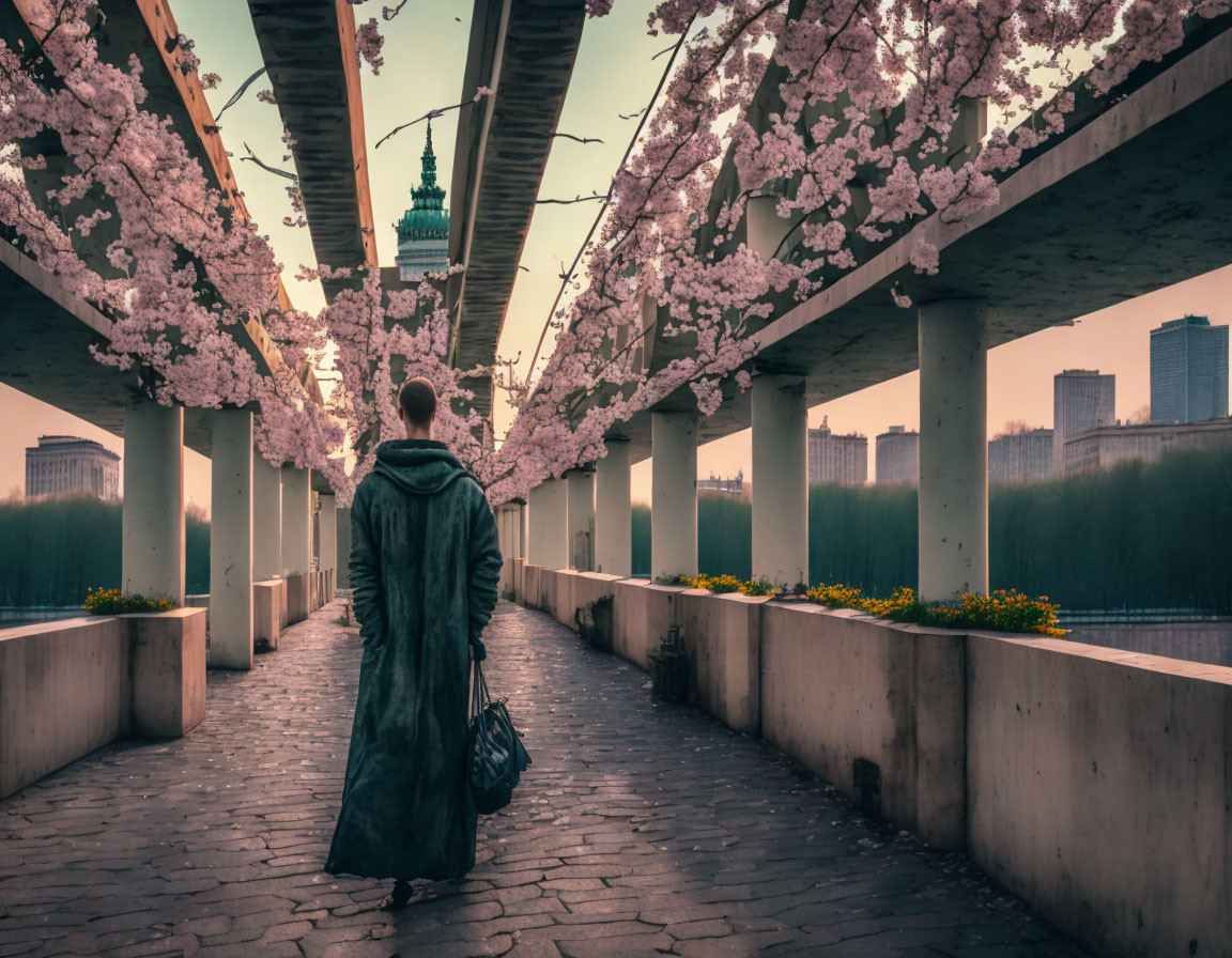 Person in Long Coat Walking Under Cherry Blossoms at Sunrise or Sunset