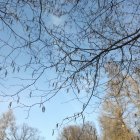 Blossoming tree watercolor painting with pink flowers and blue sky