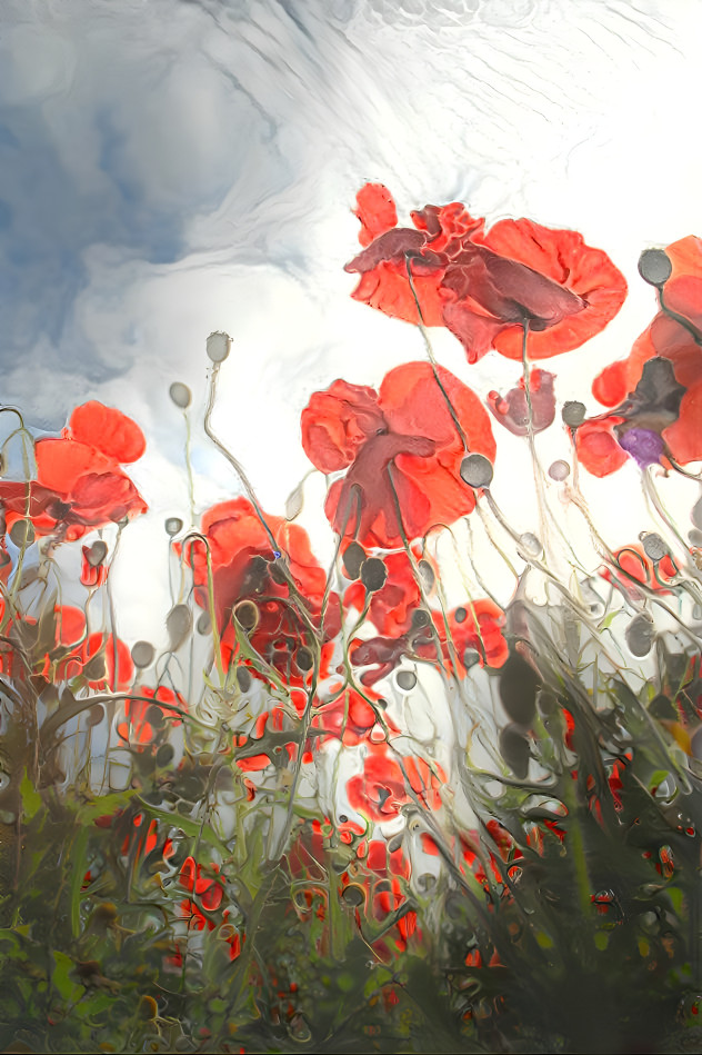 Poppy Field