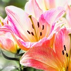 Colorful Watercolor Painting of Pink and Yellow Blossoming Flower