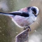 Colorful painting of stylized bird on branch with blue and pink hues