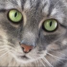 Detailed Close-Up of Cat with Striking Yellow Eyes and Colorful Fur Patterns