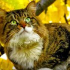 Striped Cat with Green Eyes Surrounded by Yellow Flowers