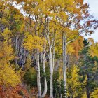 Fantastical forest with flame-like foliage and distant blue mountains