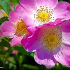 Vibrant Pink and Purple Flower Cluster with Dewdrops