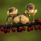 Vibrant illustrated birds on branch with unique patterns and human-like eyes