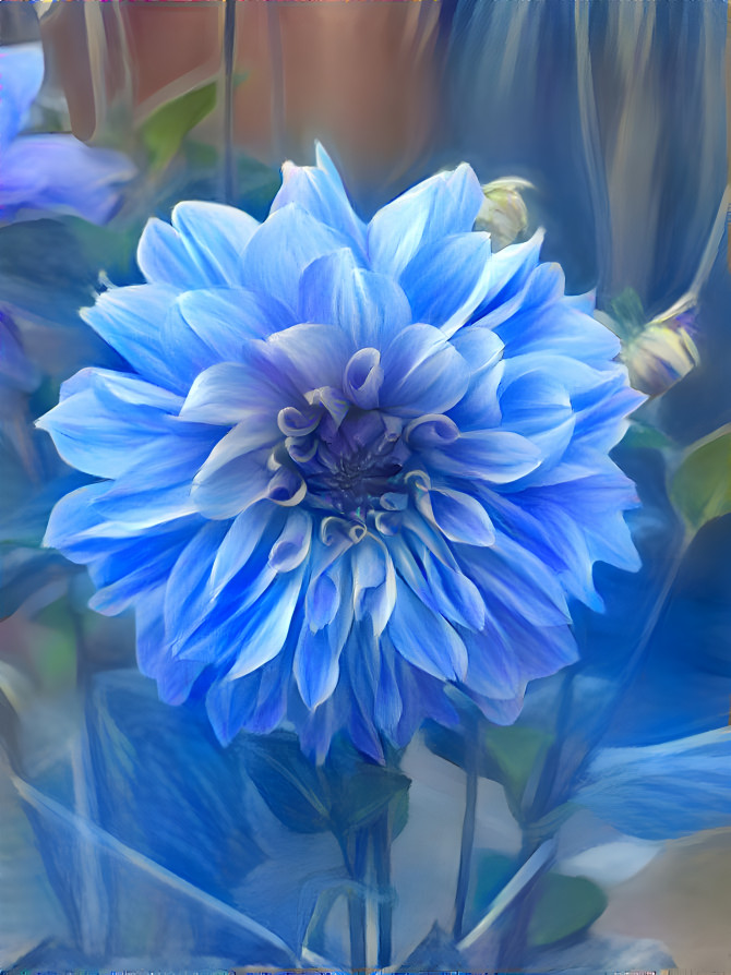 Blue dahlia 