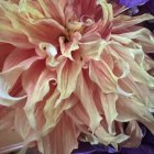 Vivid digital artwork of large, intricate flower in orange, pink, and purple hues