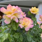 Vibrant Pink and Yellow Flowers with Green Cacti on Blue and Gray Mountainous Background