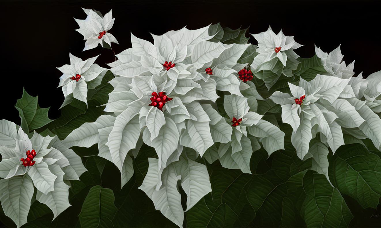 White Poinsettia Flowers and Red Berries on Black Background