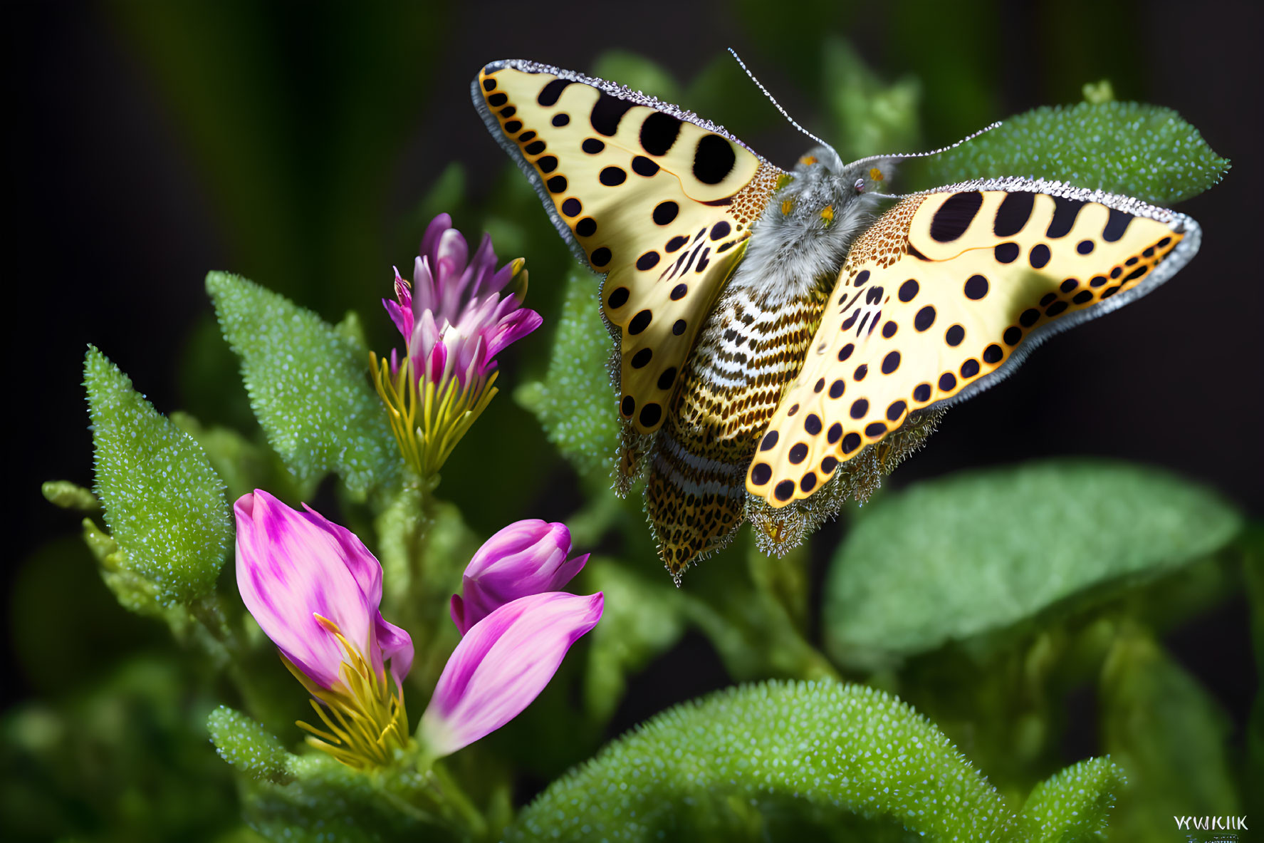 Colorful Butterfly Resting on Green Foliage with Water Droplets and Pink Flowers