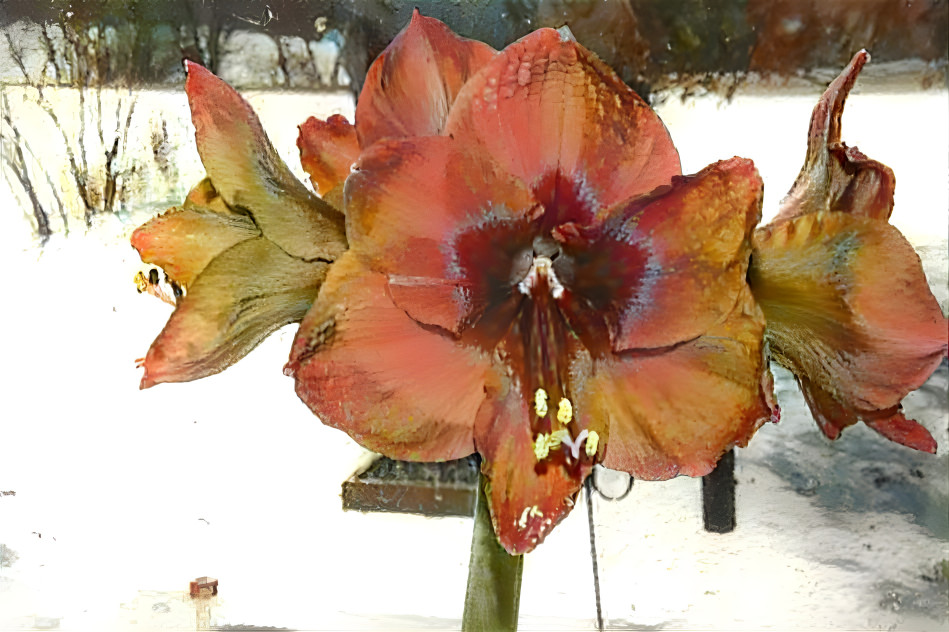 Amaryllis 