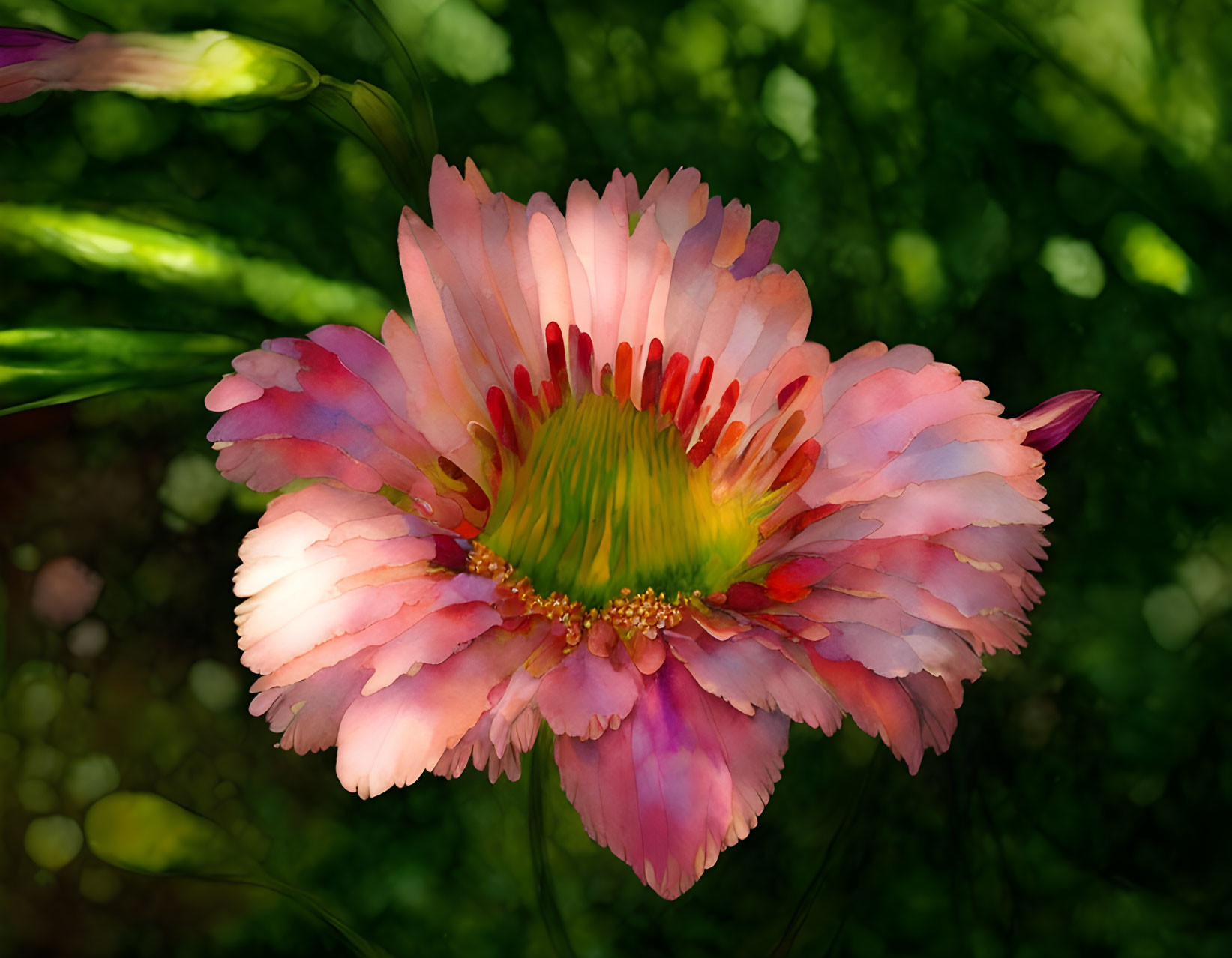 Vibrant pink flower with green center on dark green bokeh background