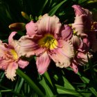 Intricately patterned pink and yellow flowers on dark green foliage