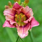 Detailed Pink Flower with Yellow Center on Green Background