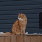 Orange Tabby Cat with Blue Eyes Next to Open Book on Wooden Surface