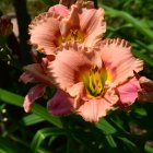 Colorful Poppy Flowers with White and Pink Petals and Orange Centers in Nature