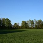 Tranquil watercolor landscape of misty field and distant trees