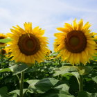 Colorful Sunflowers Surrounded by Vibrant Flowers and Whimsical Sky