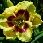 Yellow Flower with Maroon Base on Dark Green Background