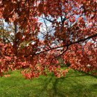 Colorful Autumn Scene: Red and Orange Leaves Over Green Field