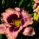 Detailed Close-Up of Vibrant Pink Lily with Prominent Stamens and Glistening Water Droplets