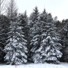 Winter forest scene with snow-covered fir trees, light snowfall, colorful leaves, and cloudy sky