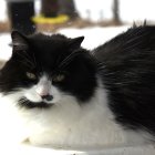 Fluffy Black and White Cat with Blue Eyes and Bushy Tail