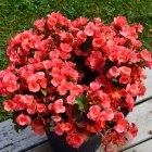 Pink roses bouquet with surreal green foliage and whimsical sky