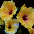 Colorful yellow and pink peonies with green leaves on dark background.