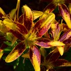 Colorful poinsettias in red and yellow against dark backdrop