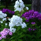 Assorted colorful flowers in vibrant garden with white, purple, and pink dahlias