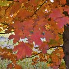 Multicolored Tree with Vibrant Leaves in Yellow, Red, Blue, and Purple