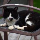 Black and white cat with green eyes on wooden chair