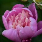 Detailed digital artwork featuring lush purple peony flower on green foliage