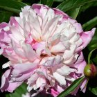 Detailed painting of large pale pink peony among green foliage