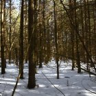 Winter forest scene: fresh snow, sunlight through branches, snowy path.