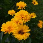 Yellow Daisies Bouquet in Blue Vase on Dark Background