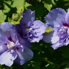 Detailed Purple and Blue Flower Illustration with Green Leaves